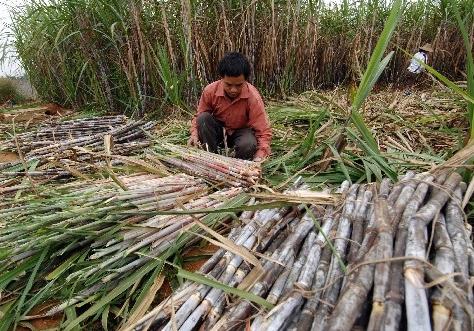 印度面积多少平方公里(印度面积多少平方公里-人口多少)