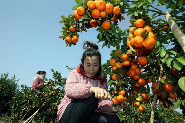 橘子产地在哪里？橘子的主要产地分布和生长环境介绍