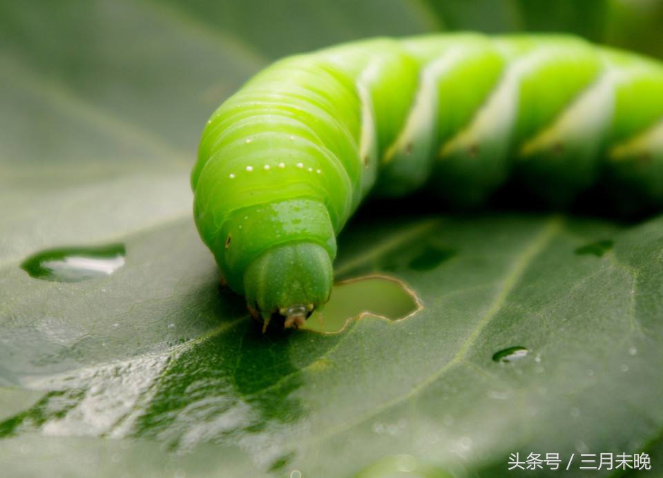 大豆天敌“豆丹”：有人看到两腿发软，有人却称其味道难以忘怀！