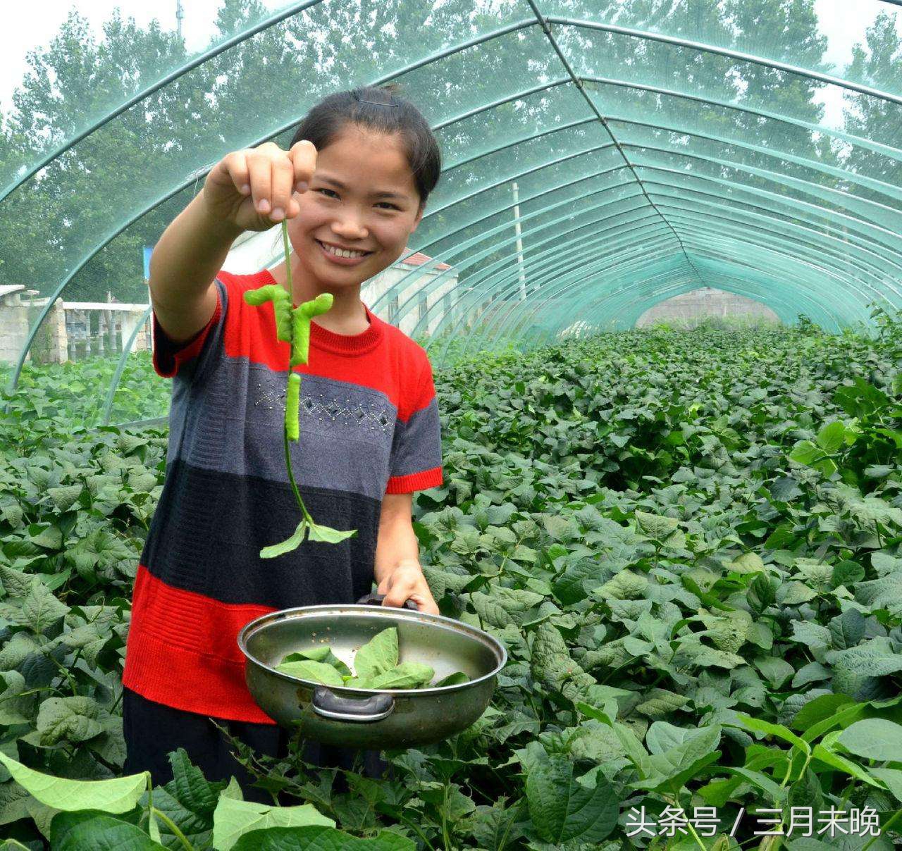 大豆天敌“豆丹”：有人看到两腿发软，有人却称其味道难以忘怀！