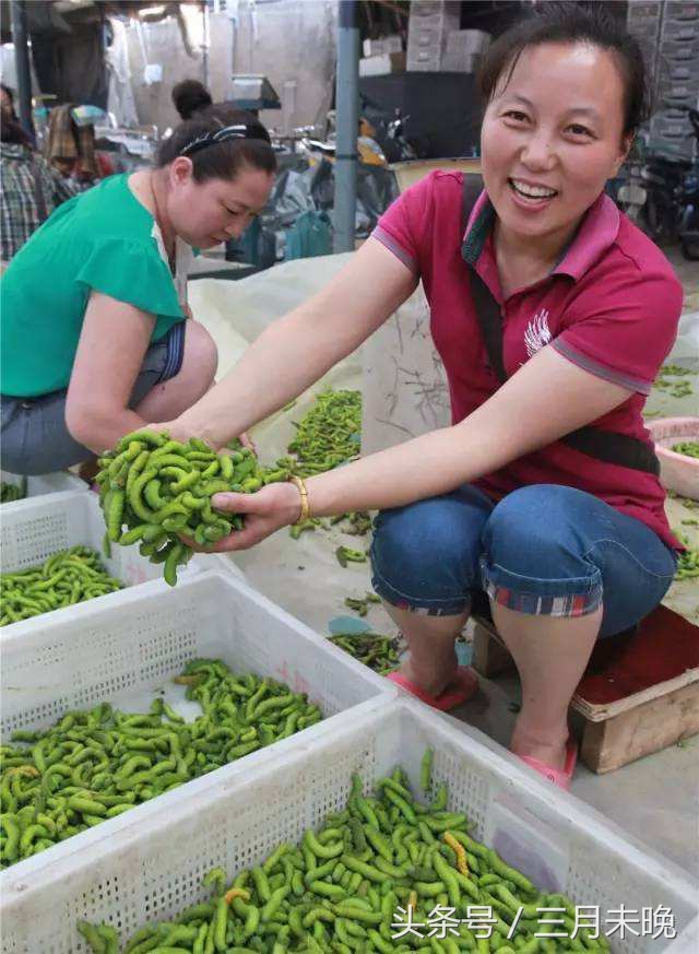 大豆天敌“豆丹”：有人看到两腿发软，有人却称其味道难以忘怀！