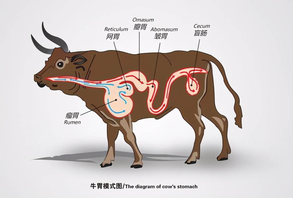 为什么牛有4个胃，而人却只有1个胃？